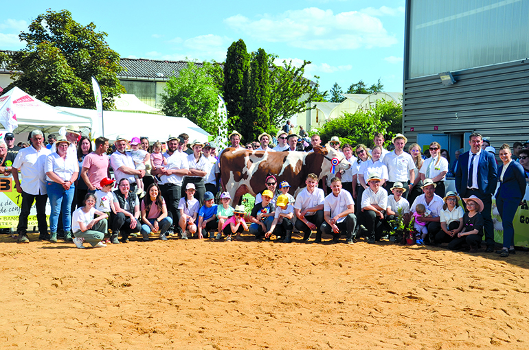 56 animaux provenant de 12 élevages ont défilé sur le ring lors du concours Montbéliard.
