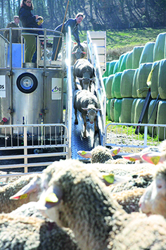 Projet retenu par le comité de pilotage : un équipement mobile de traitement sanitaire des ovins.